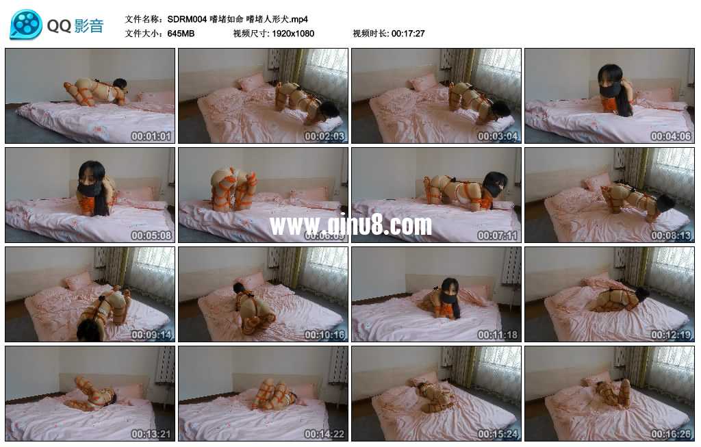 嗜堵如命 嗜堵人形犬视频下载