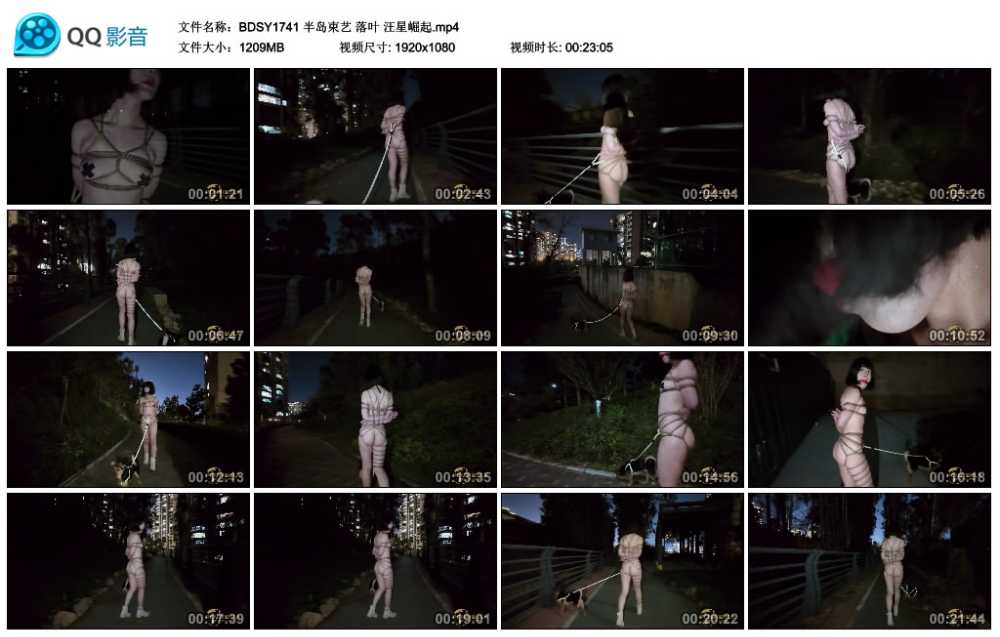 半岛束艺 落叶 汪星崛起